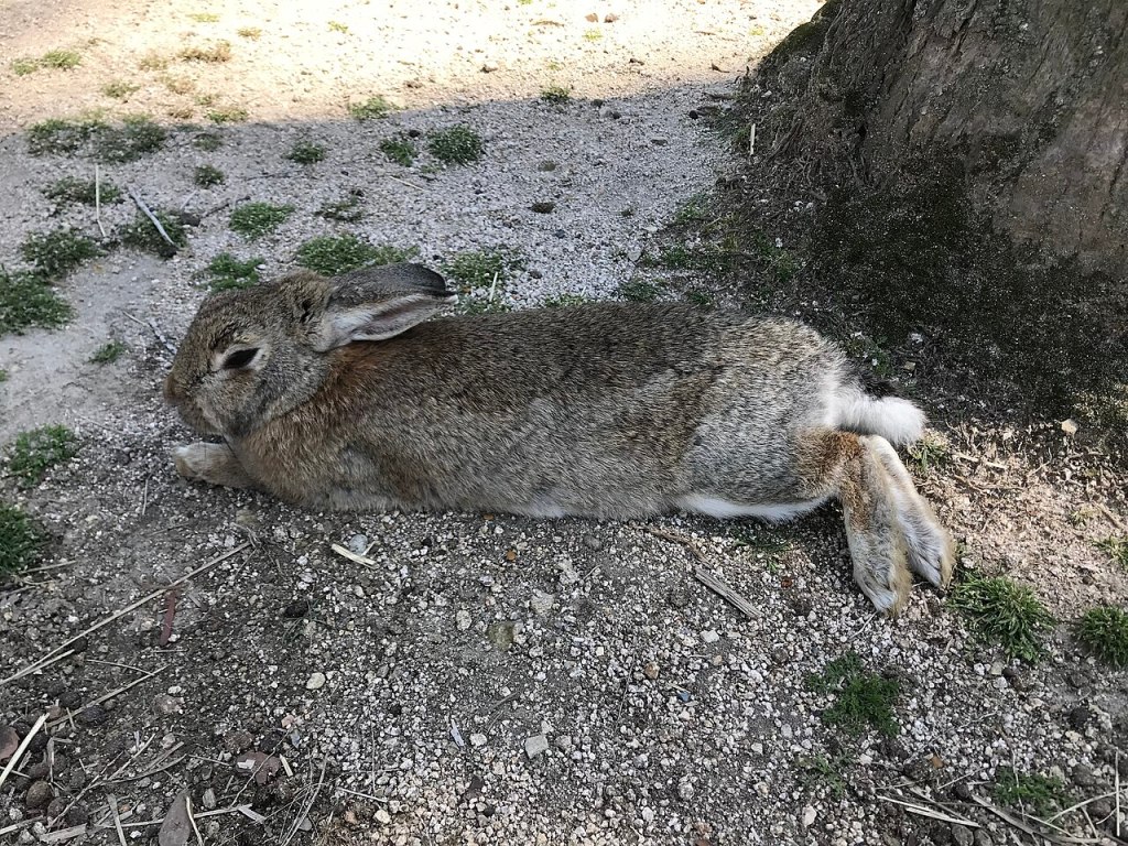 A wild rabbit resting on Okunoshima island in the Seto Inland Sea
