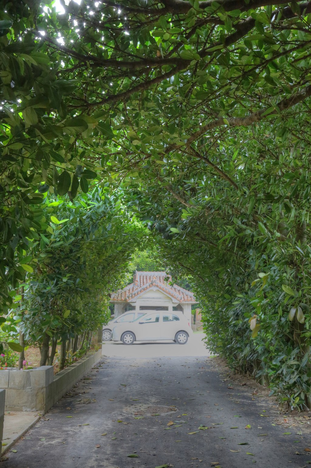 Tall fukugi trunks and a sandy path in Bise village, Okinawa