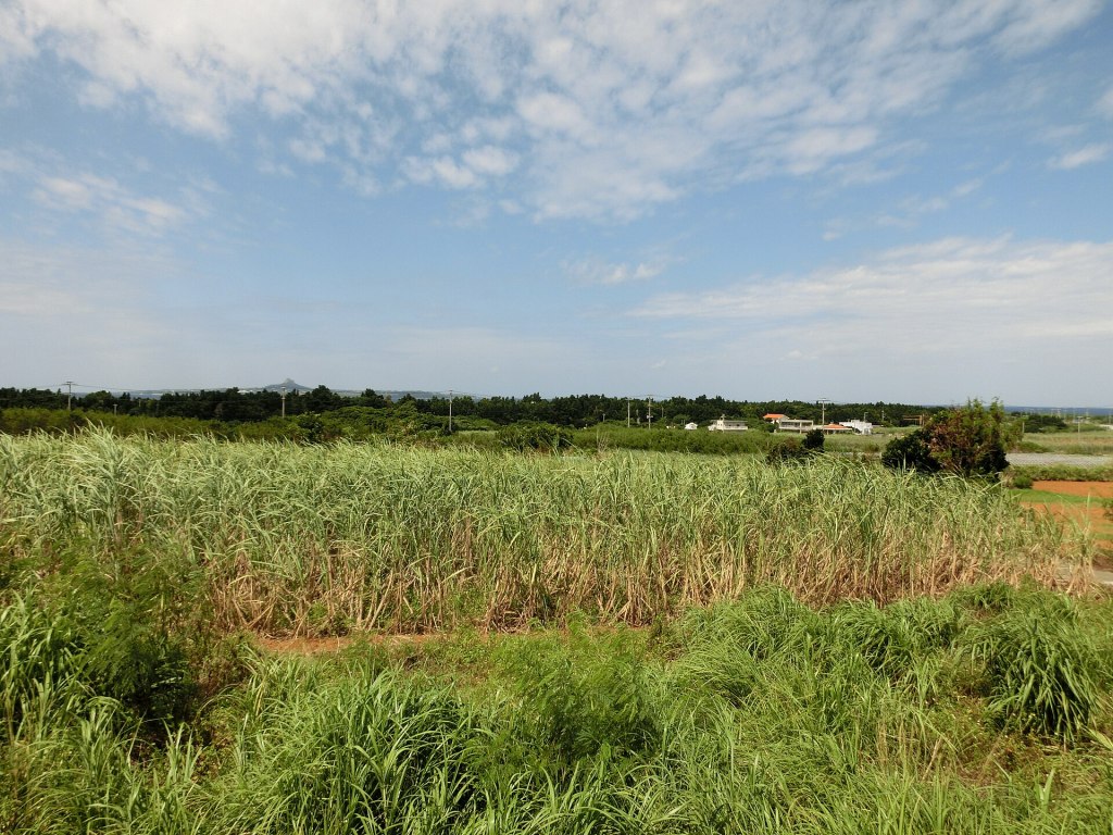 Rooftops and tree walls in the Bise district of Motobu, Okinawa