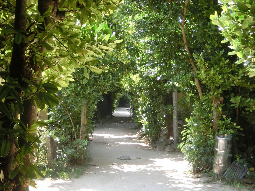 Bise Fukugi Tree Road Travel Guide: Walking Okinawa’s Green Village&nbsp;Tunnel