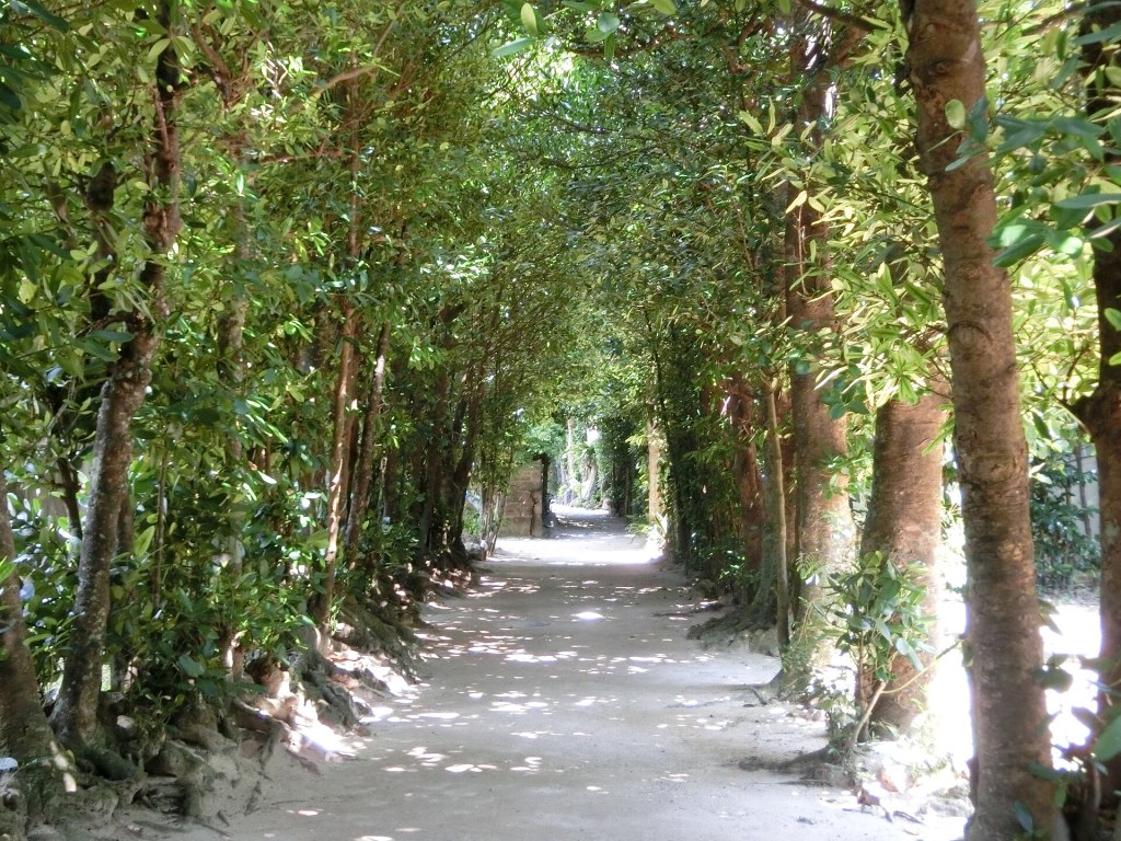 A narrow side lane under fukugi trees in Bise village