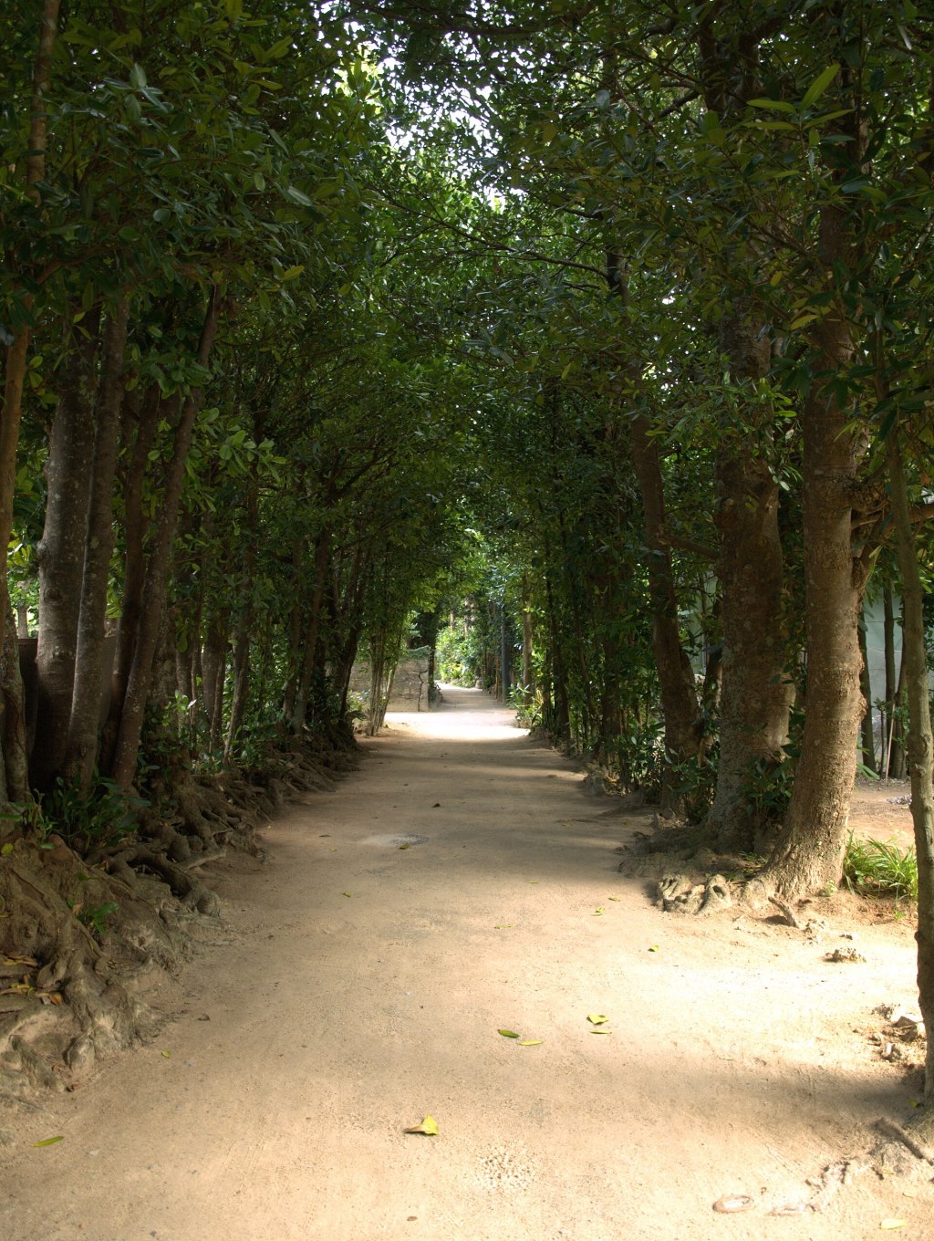 Morning light falling through fukugi trees onto a sandy lane in Bise