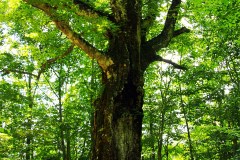 Shirakami-Sanchi Travel Guide: Japan's Primeval Beech Forest