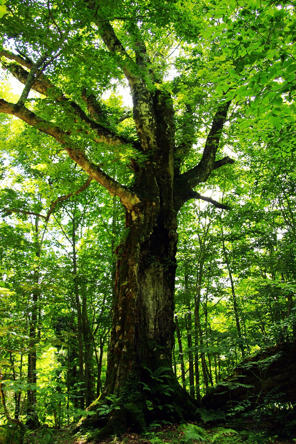 Shirakami-Sanchi Travel Guide: Japan’s Primeval Beech&nbsp;Forest