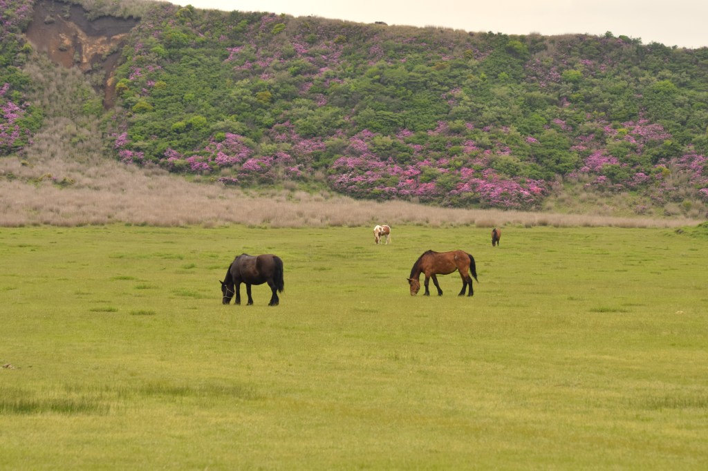 Kusasenri meadow and volcanic hills in Aso, Kumamoto, Japan