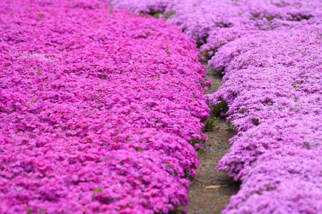 Pink moss phlox on the hillside at Hitsujiyama Park in Chichibu