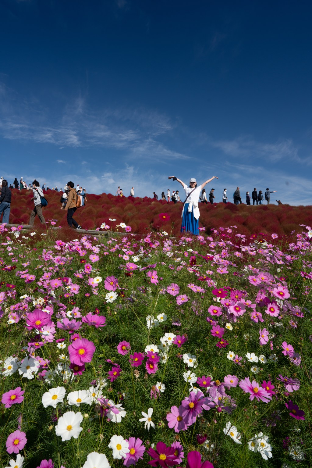 Red kochia bushes at Hitachi Seaside Park in Ibaraki