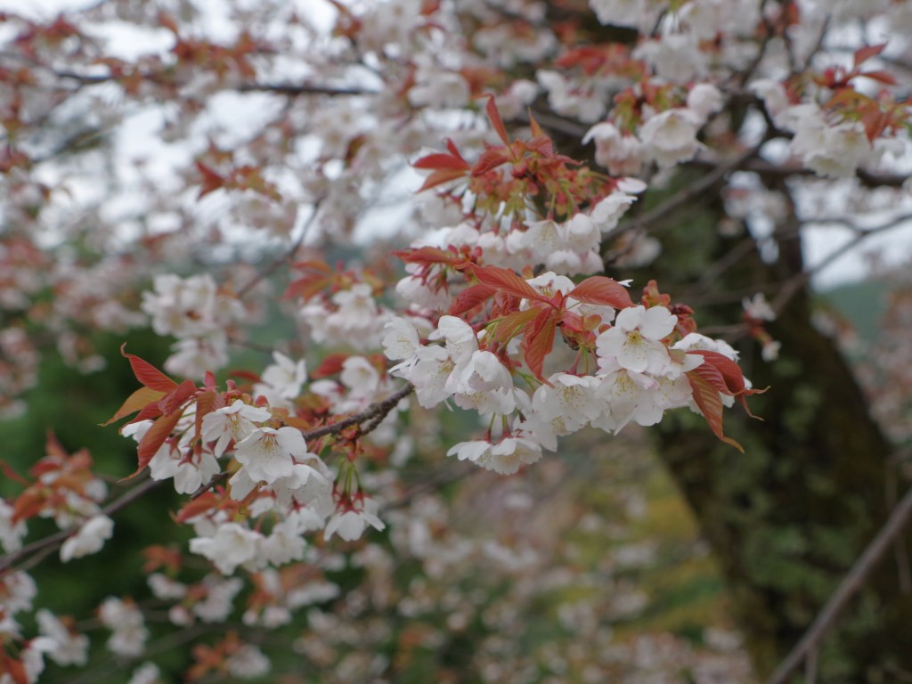 Cherry trees covering the slopes of Mount Yoshino in Nara, Japan