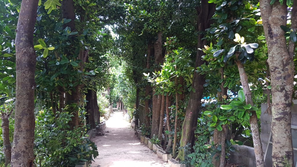Dense fukugi tree canopy above the village of Bise, Okinawa