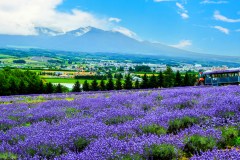 Biei and Furano Travel Guide: Flower Fields, Blue Pond, and Hokkaido Scenery