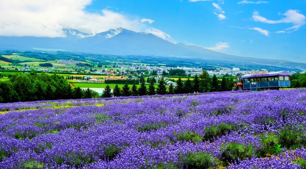 Biei and Furano Travel Guide: Flower Fields, Blue Pond, and Hokkaido&nbsp;Scenery