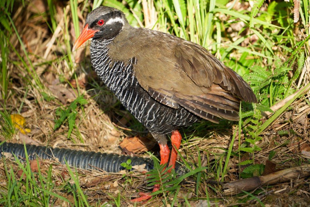 Okinawa rail walking on the forest floor in Yambaru National Park, Okinawa