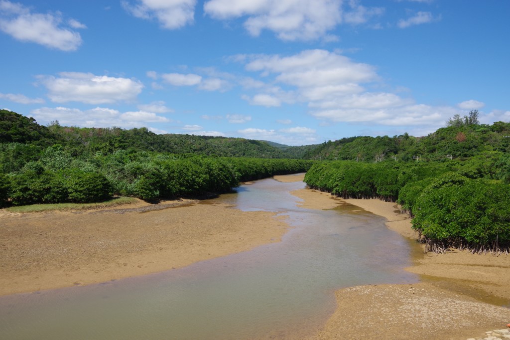 Mangrove creek at Gesashi Bay in Higashi village, northern Okinawa