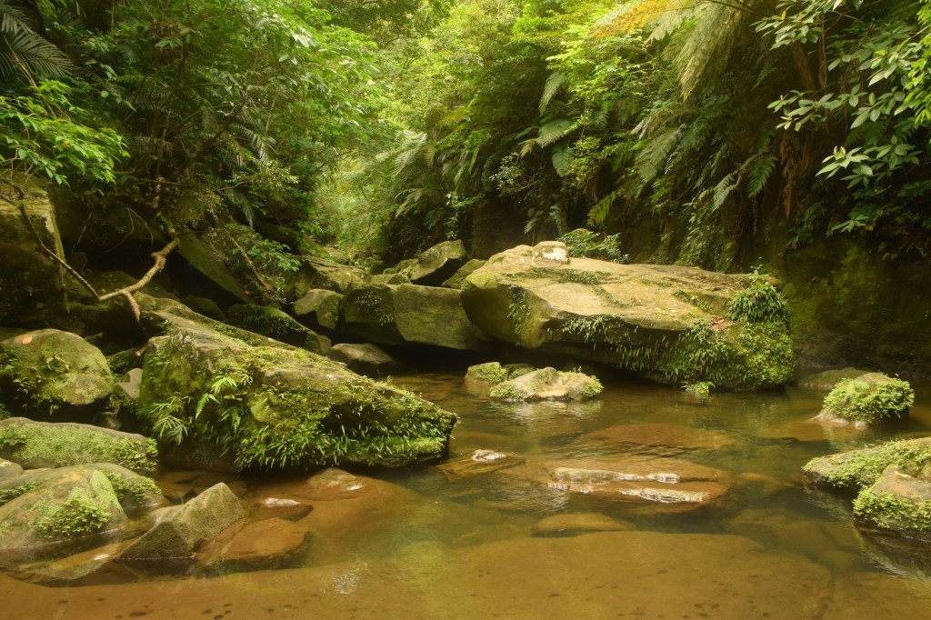 Subtropical forest on Iriomote Island, Okinawa, Japan