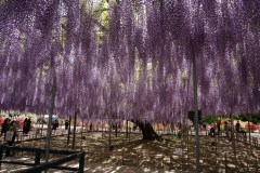 Ashikaga Flower Park Guide: The Wisteria Tunnels and When to Go