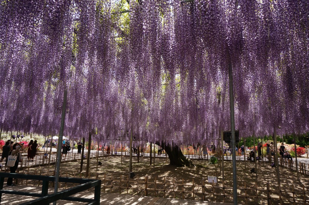 Purple wisteria hanging over a path at Ashikaga Flower Park in Tochigi, Japan