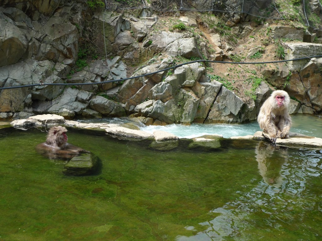 Monkeys gathered around the stone-lined hot spring pool at Jigokudani Snow Monkey Park