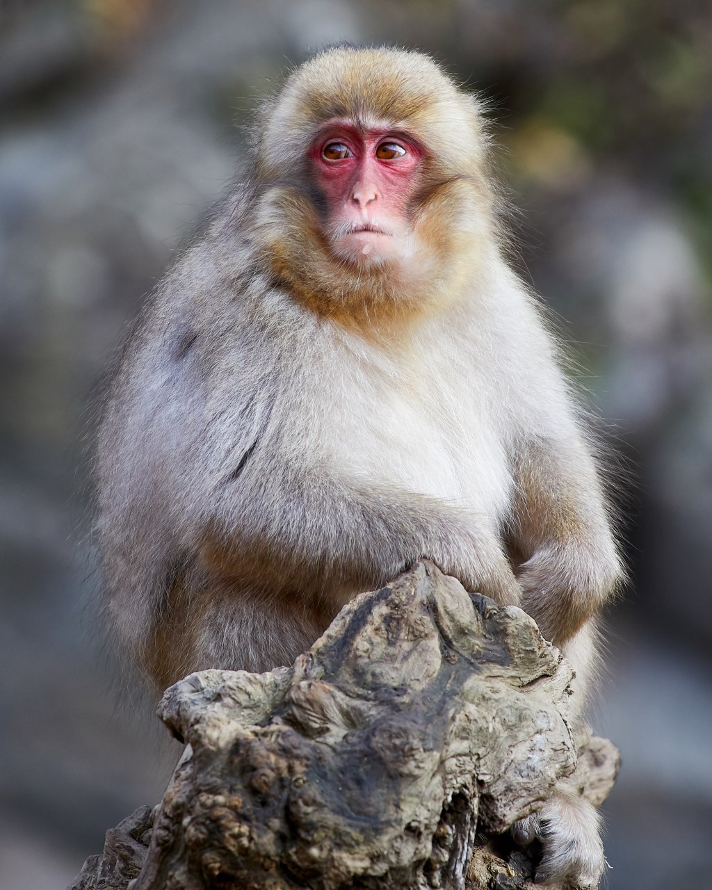 Juvenile Japanese macaque sitting on a rock at Jigokudani Yaen-koen