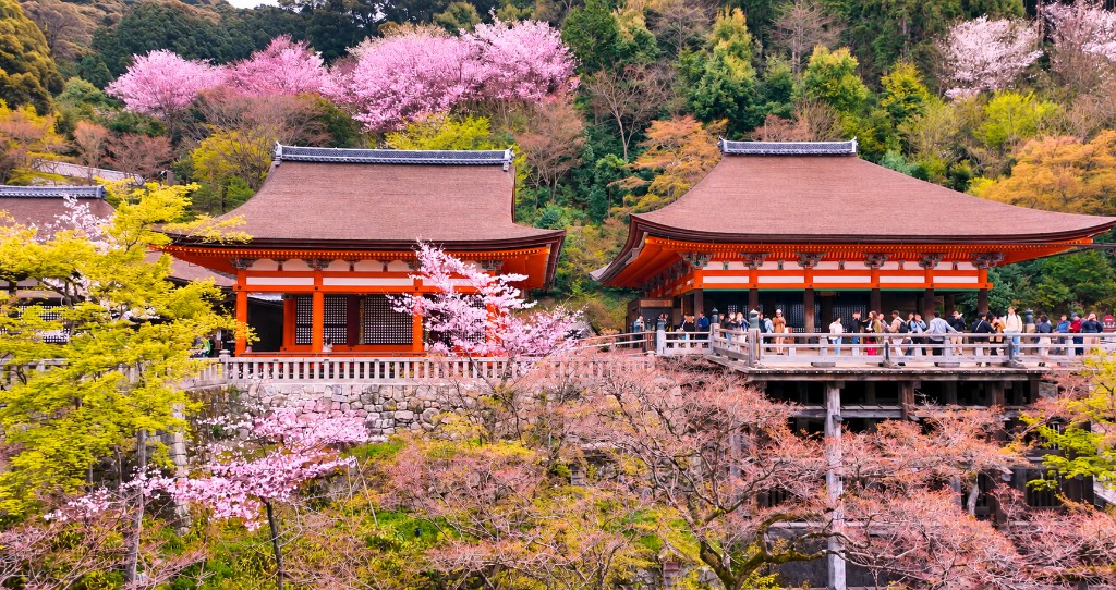 Cherry blossom around the temple buildings of Kiyomizu-dera in spring