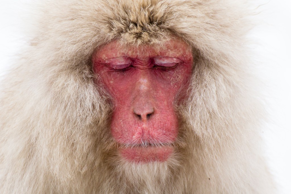 Jigokudani Snow Monkey Park Travel&nbsp;Guide