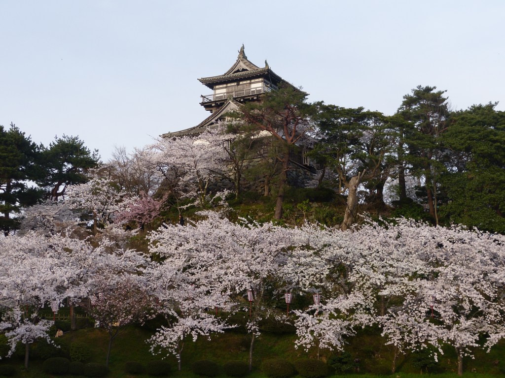 Cherry trees around Maruoka Castle in Fukui