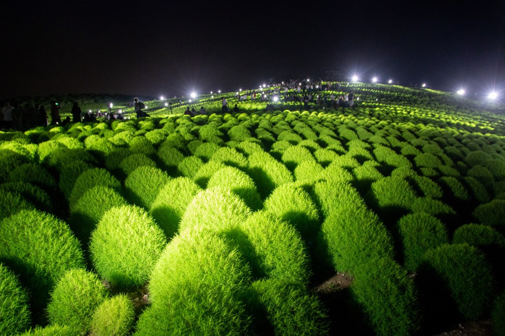 Miharashi Hill at Hitachi Seaside Park on the Pacific coast