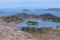 Matsushima Travel Guide: Pine Islands and a Day from Sendai
