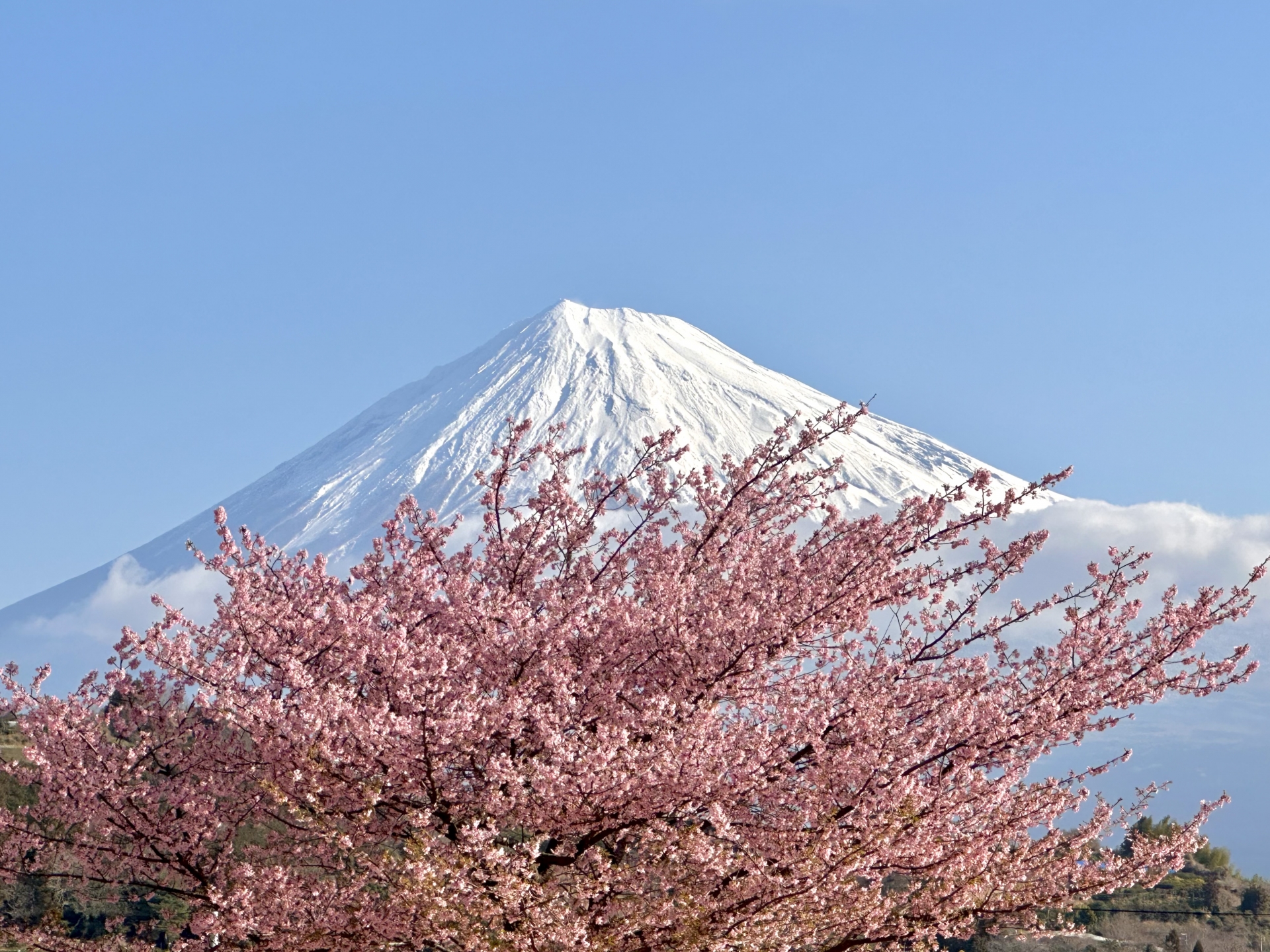 Snow-capped Mount Fuji rising above pink cherry blossoms under a clear blue sky