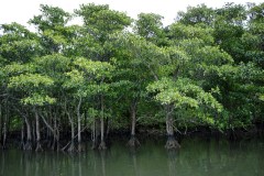 Iriomote Island Travel Guide: Mangroves, Jungle Rivers, and a Ferry from Ishigaki