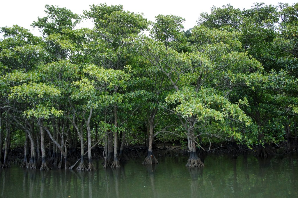Iriomote Island Travel Guide: Mangroves, Jungle Rivers, and a Ferry from Ishigaki