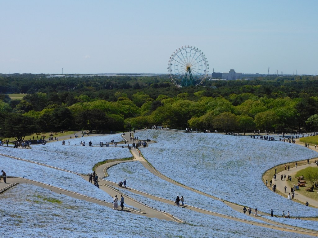 Hitachi Seaside Park Travel Guide: Nemophila, Kochia, and the&nbsp;Pacific