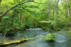 Oirase Gorge Travel Guide: Stream Walks toward Lake Towada