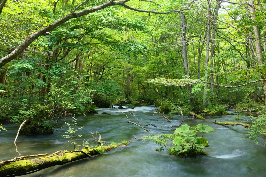 Oirase Gorge Travel Guide: Stream Walks toward Lake Towada