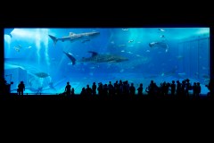 Churaumi Aquarium Travel Guide: Whale Sharks, Mantas and the Okinawa Coast