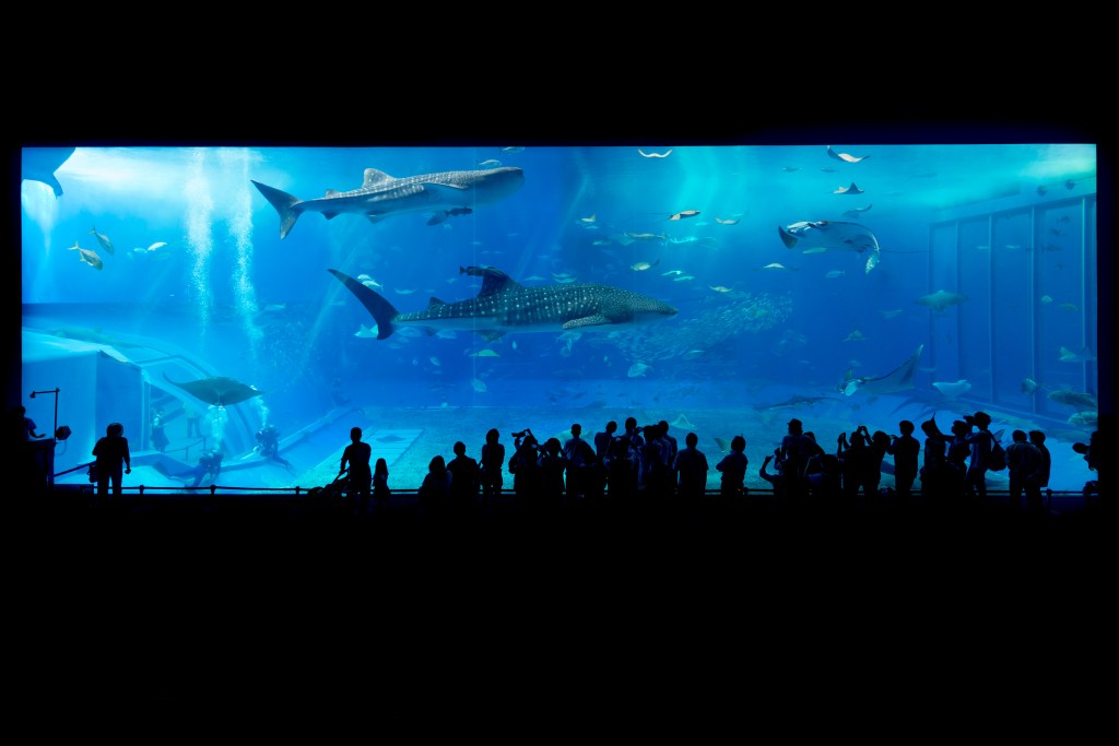 Churaumi Aquarium Travel Guide: Whale Sharks, Mantas and the Okinawa&nbsp;Coast