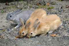 Okunoshima Travel Guide: The Rabbit Island with a Difficult History