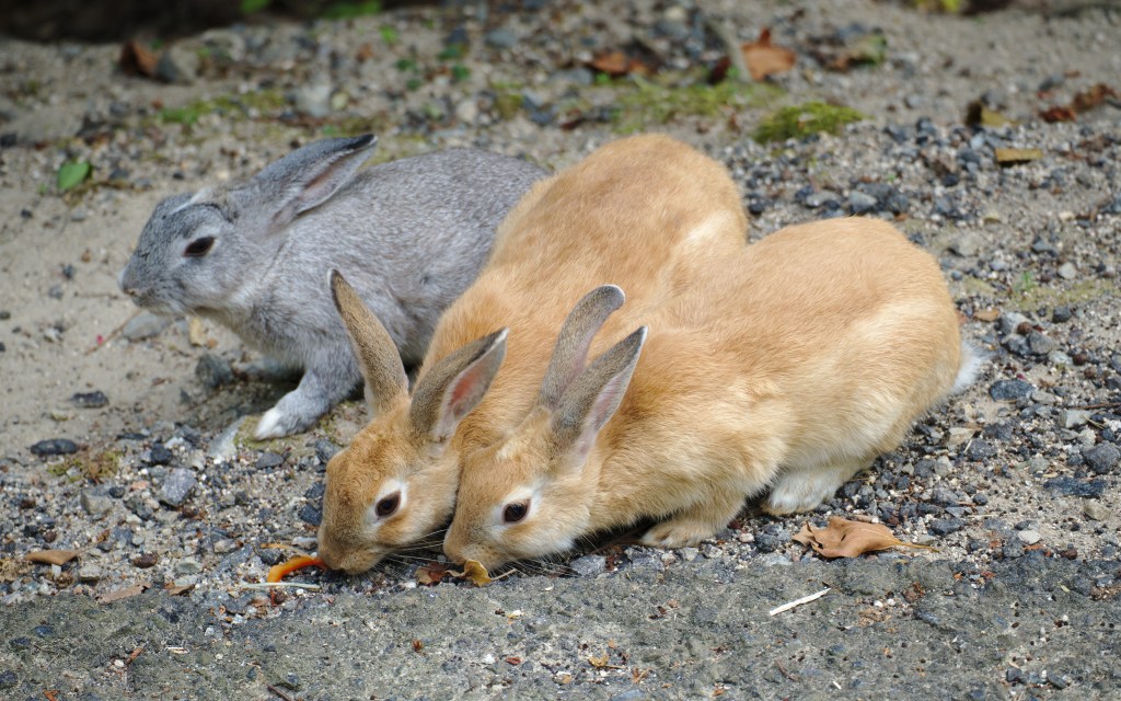 Okunoshima Travel Guide: The Rabbit Island with a Difficult&nbsp;History