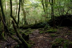 Yakushima Travel Guide: Ancient Cedars and UNESCO Forest Trails