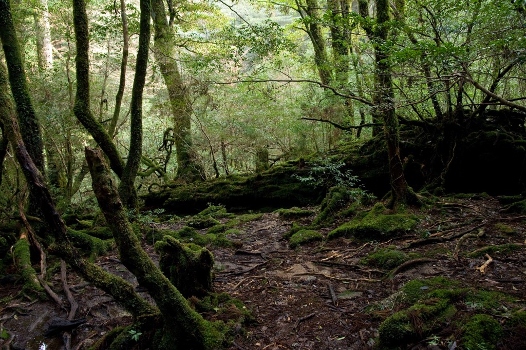 Mossy forest path among ancient cedars on Yakushima island, Kagoshima, Japan