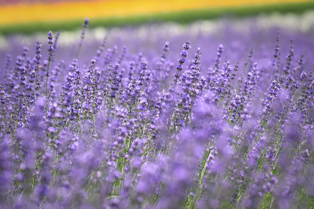 Close-up of lavender flowers in Furano