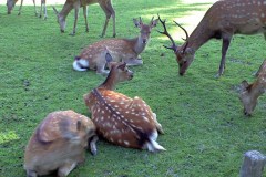 Nara Park and Naramachi Travel Guide: Temples, Deer, and Old Town Streets