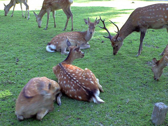 Nara Park and Naramachi Travel Guide: Temples, Deer, and Old Town&nbsp;Streets