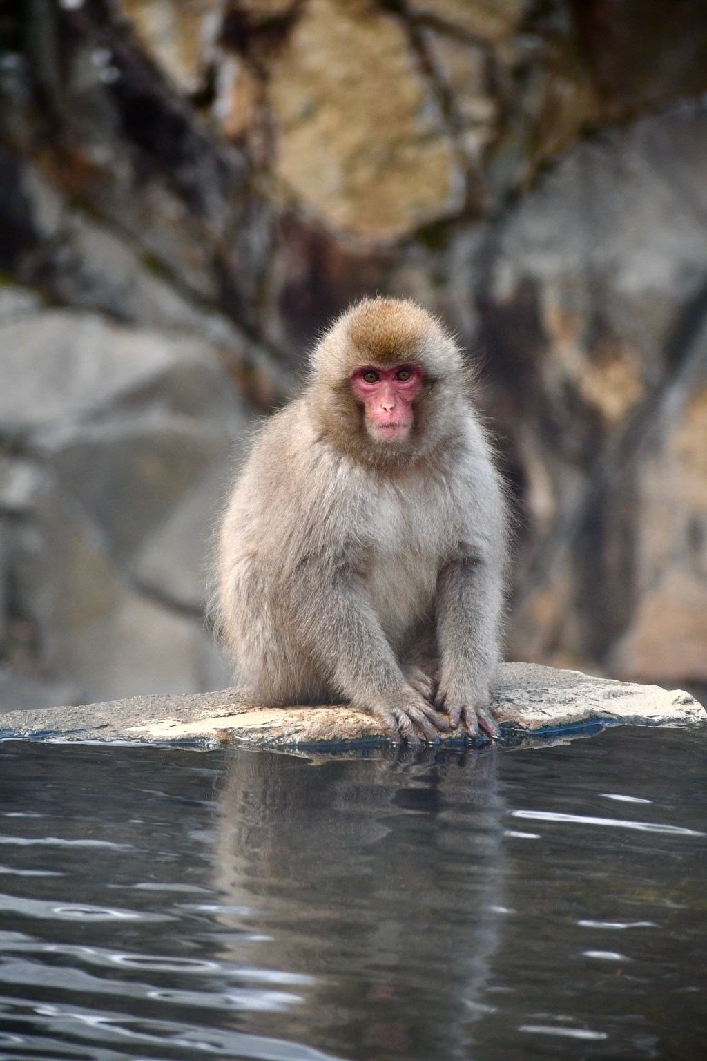 Close portrait of a snow monkey with frost on its fur at Jigokudani