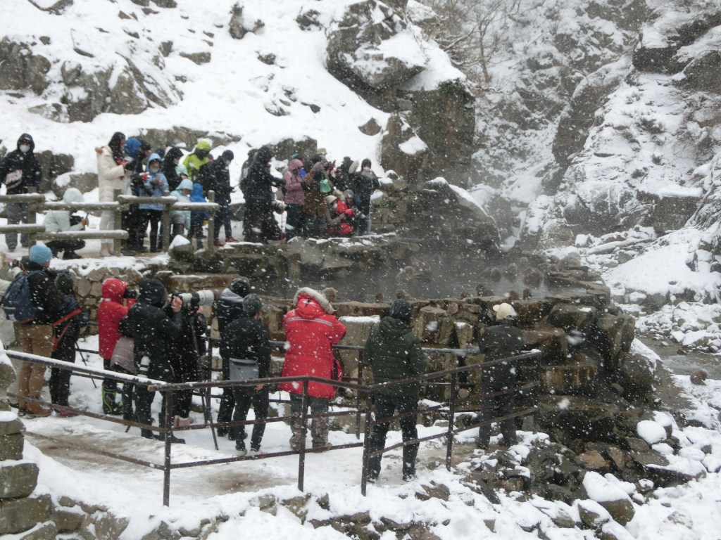 Visitors walking behind wild Japanese macaques at Jigokudani Snow Monkey Park