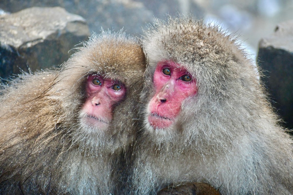 Two snow-covered Japanese macaques sitting together at Jigokudani