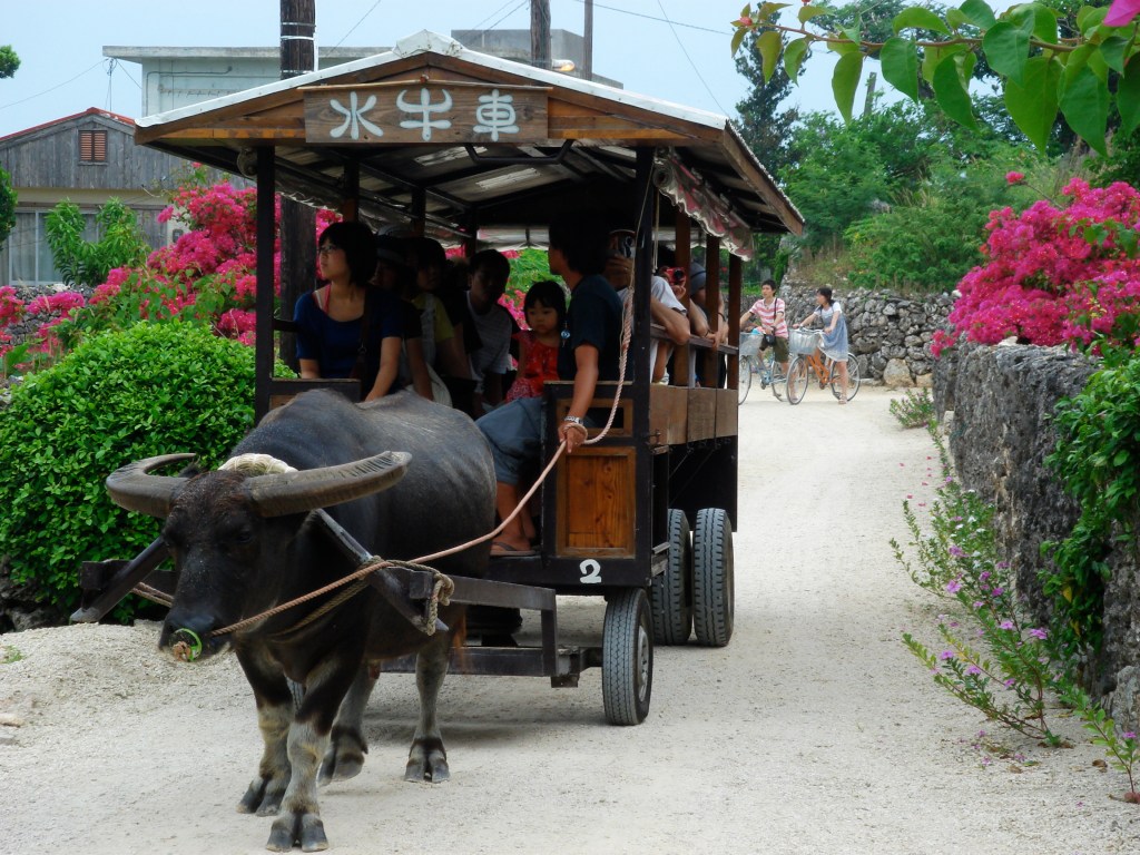 A water-buffalo cart on a village lane in Taketomi, Okinawa, Japan